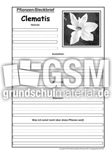 Pflanzensteckbrief-Clematis-SW.pdf